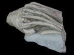 Bargain, Macrocrinus Crinoid Fossil - Crawfordsville, Indiana #68509-2